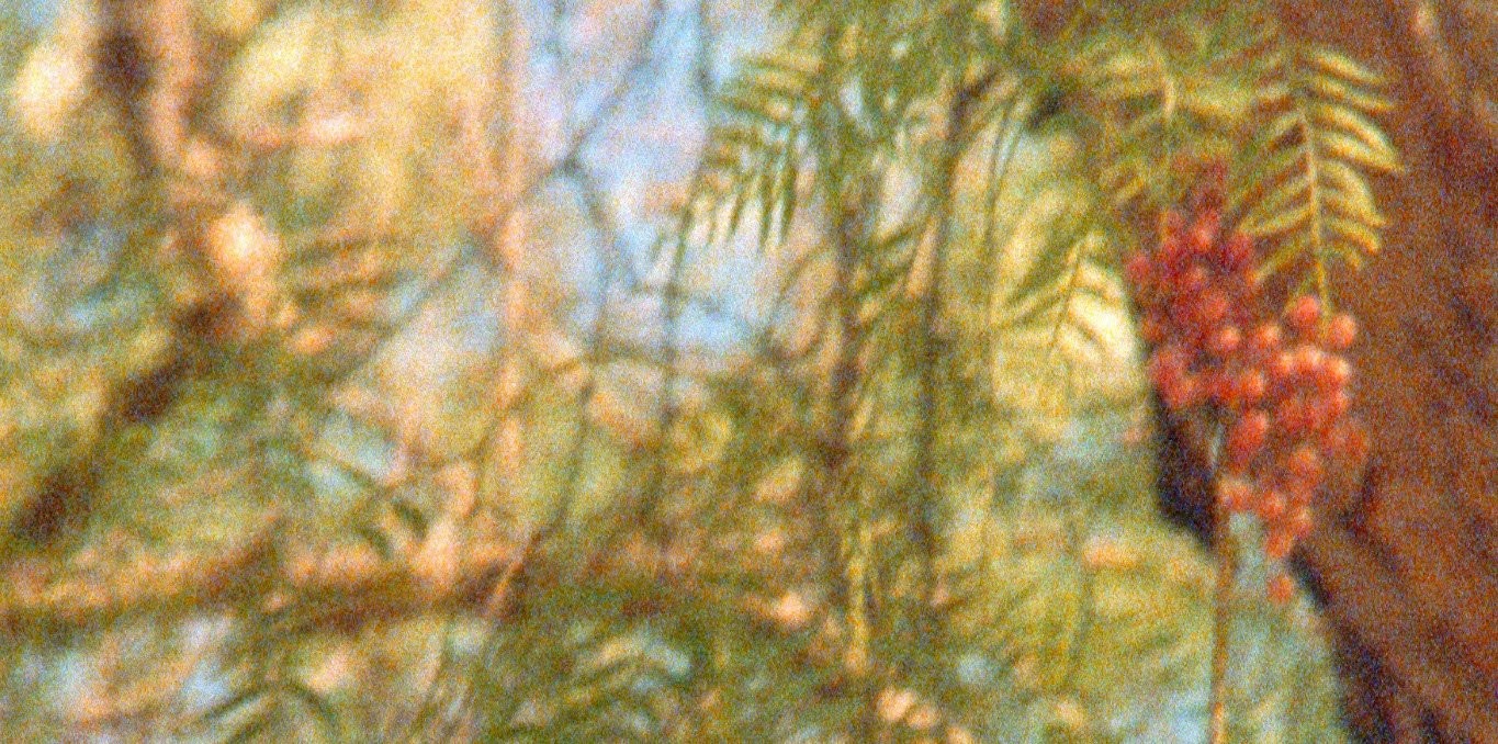 Cover of the film The Secret Garden