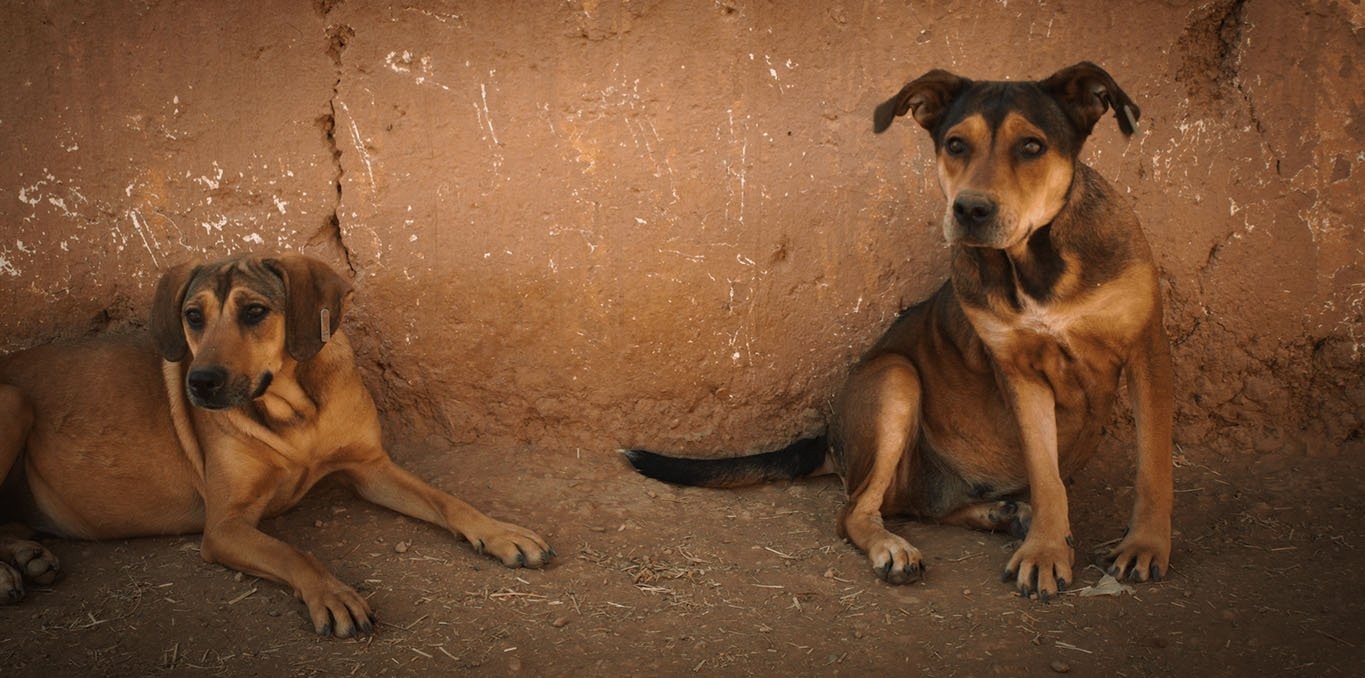 Couverture du film Clebs