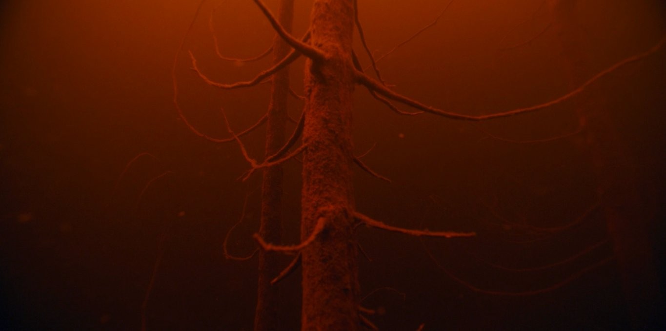 Couverture du film Forêts