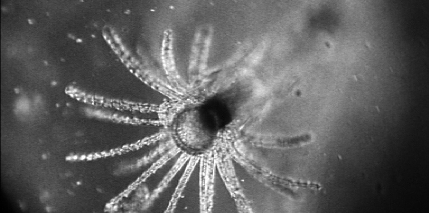 Couverture du film Comment naissent les méduses