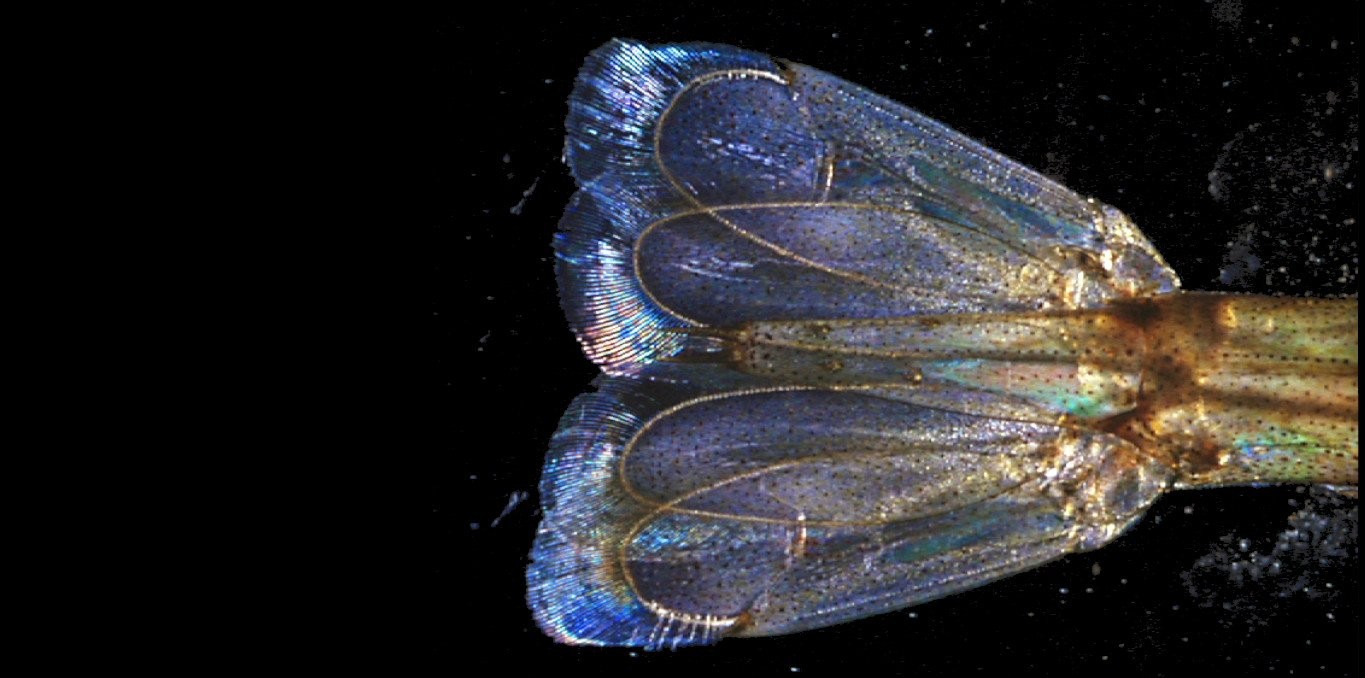 Histoires de crevettes