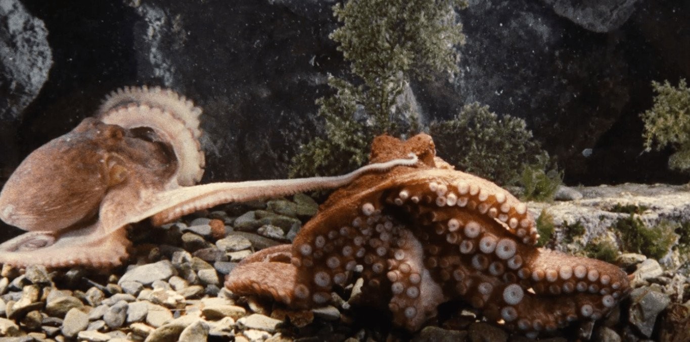 Les amours de la pieuvre