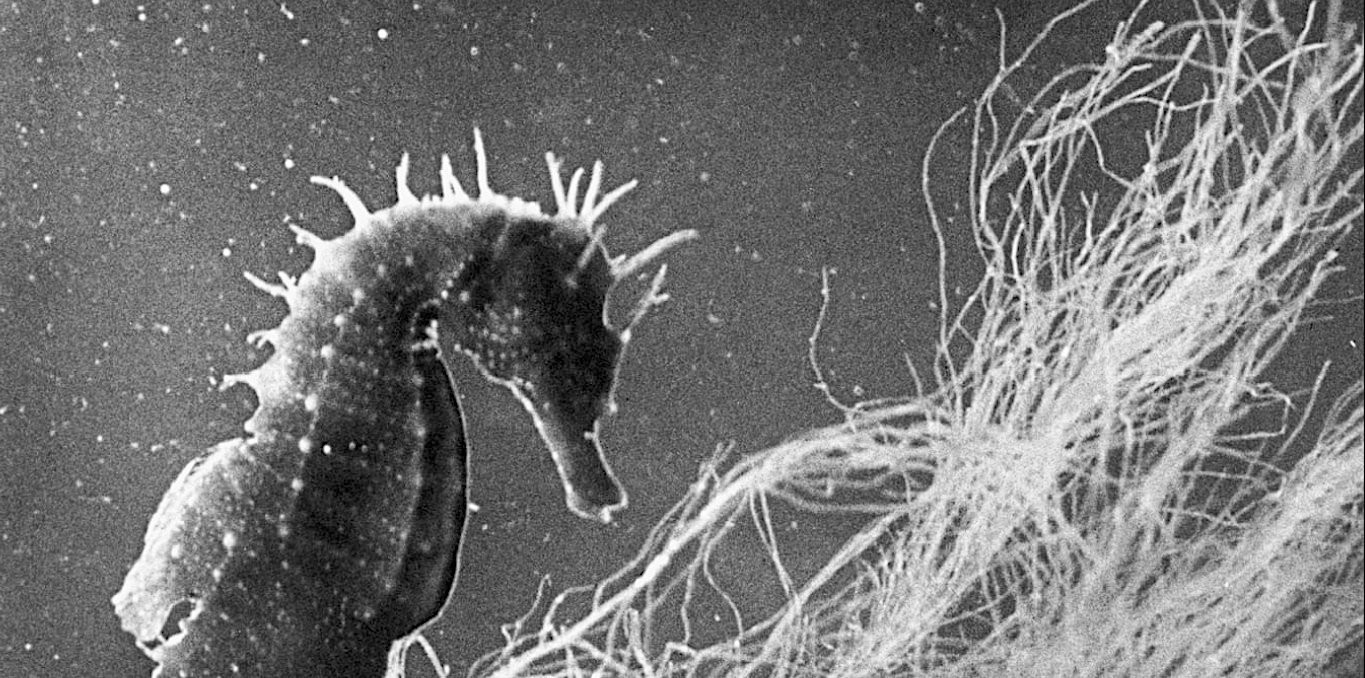 Couverture du film L'hippocampe ou cheval marin