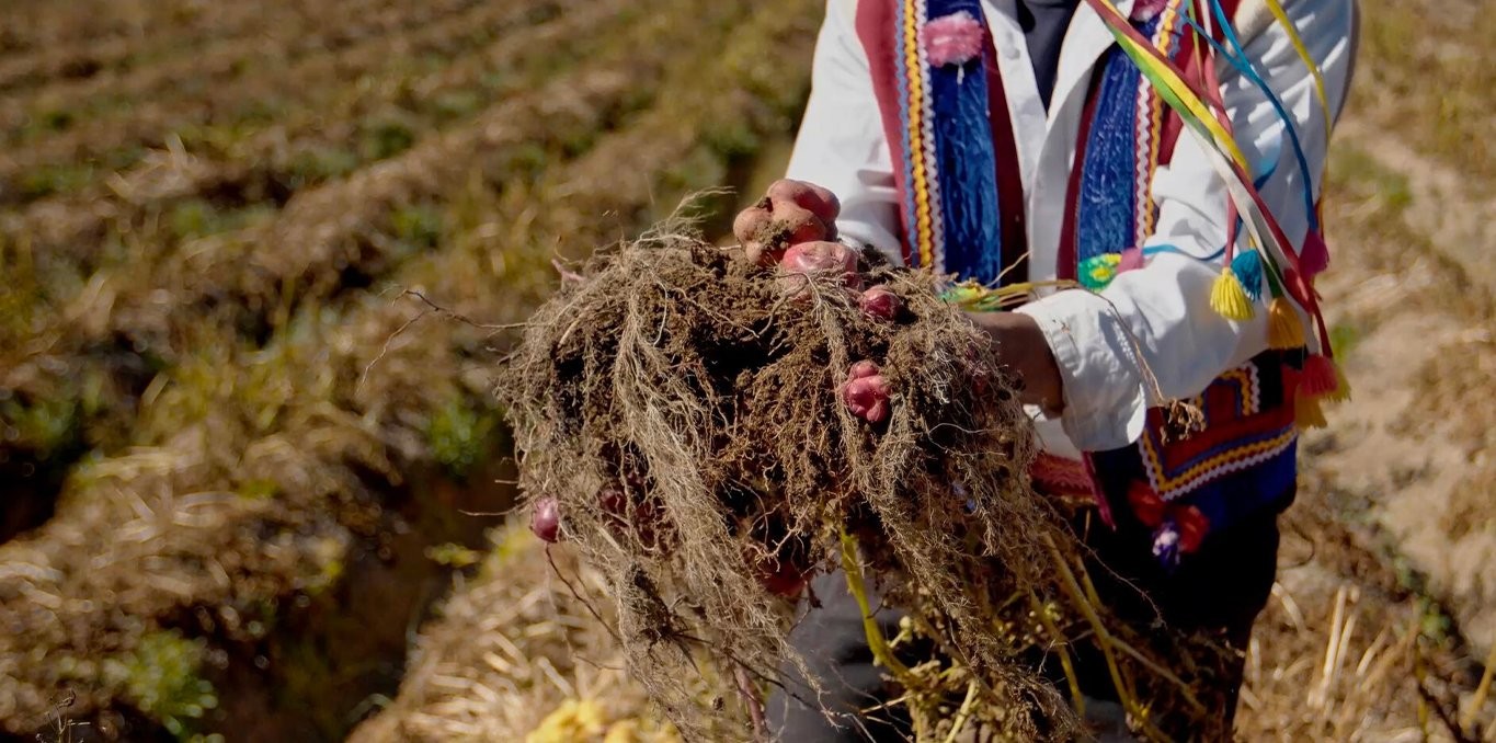 Couverture du film Axomama