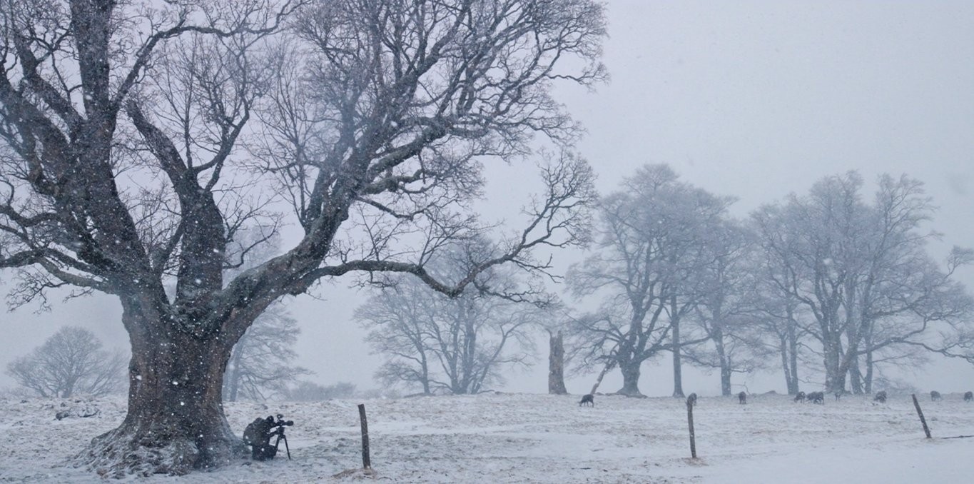 Couverture du film Renouer avec le vivant