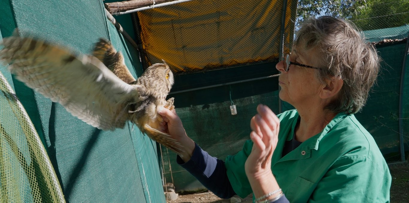 Couverture du film Animus femina