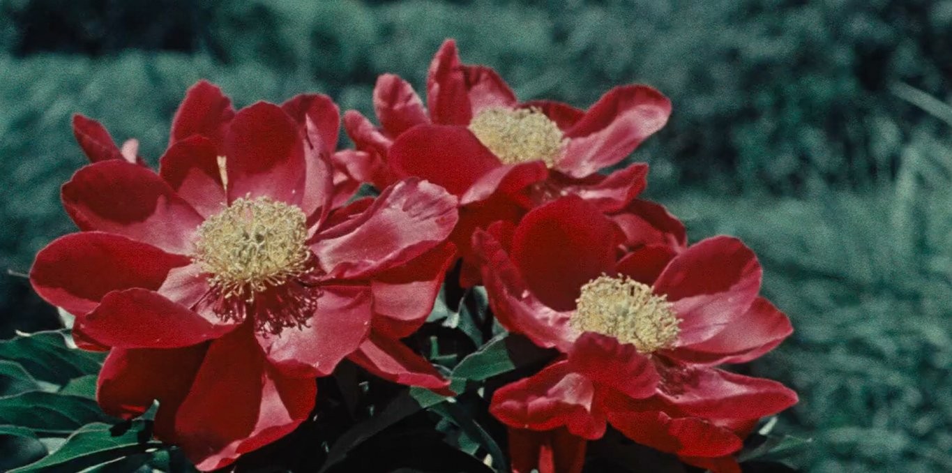 Couverture du film Le Chant de la fleur introuvable