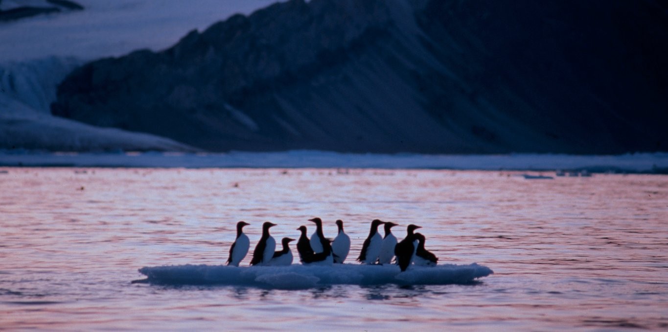 Au bord du gouffre arctique