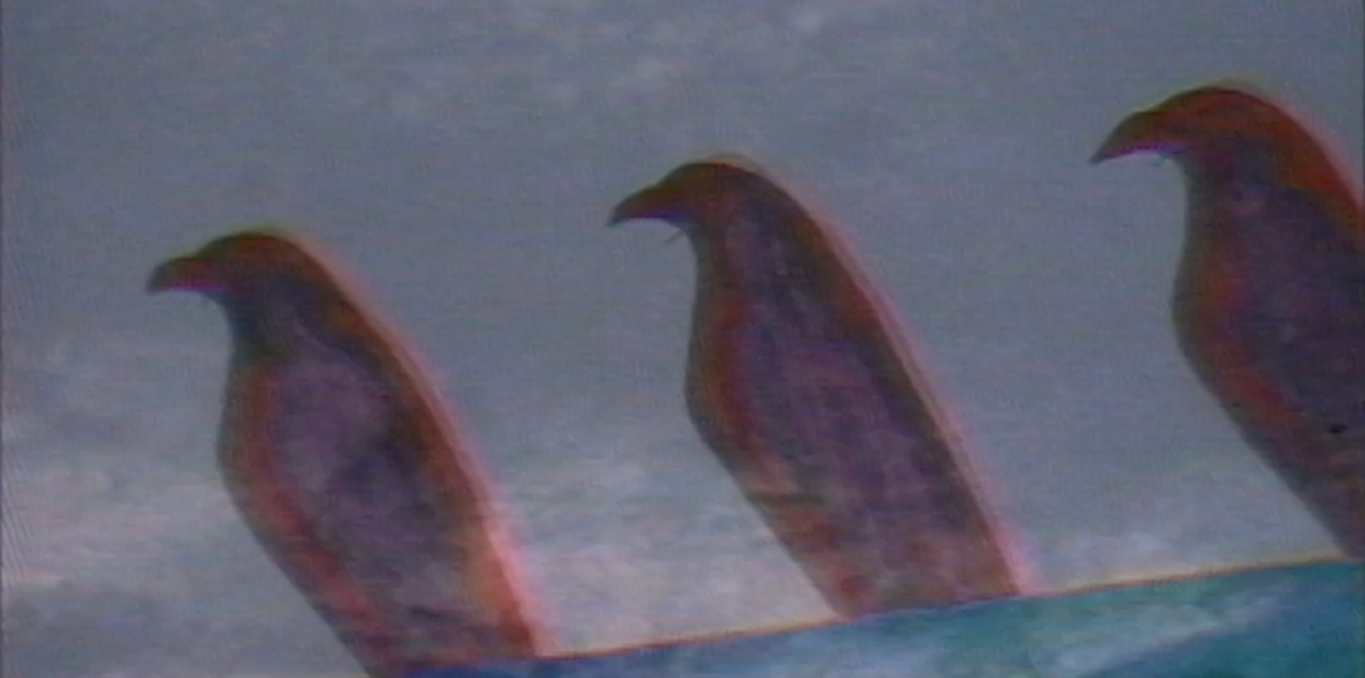 Paroles d'oiseaux &agrave; Toro Muerto